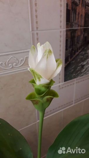 Комнатные и садовые растения