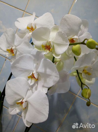 Коллекционные орхидеи
