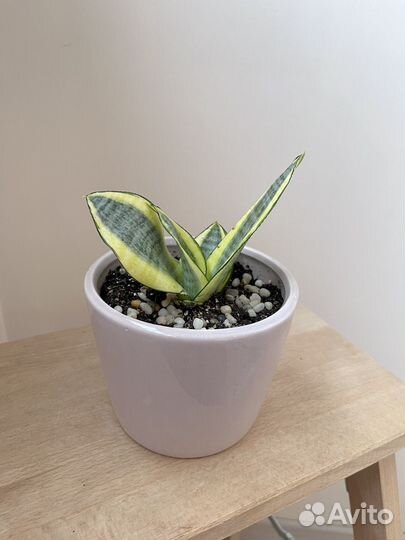 Сансевиерия Ханни голд