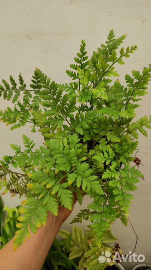 Папоротники