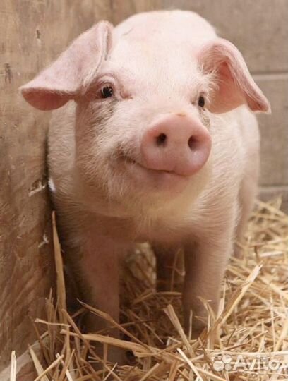 Продаю поросят