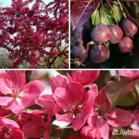 Яблоня Ранетка краснолистная декоративная