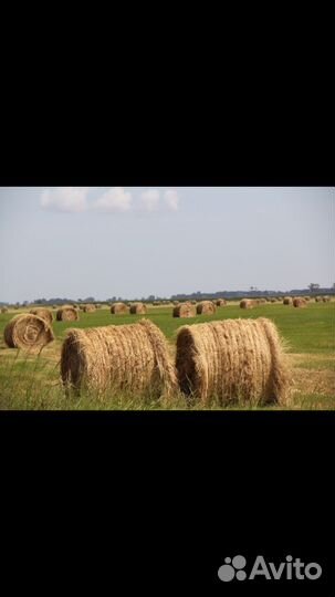 Сено покос 2023
