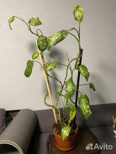 Диффенбахия большая