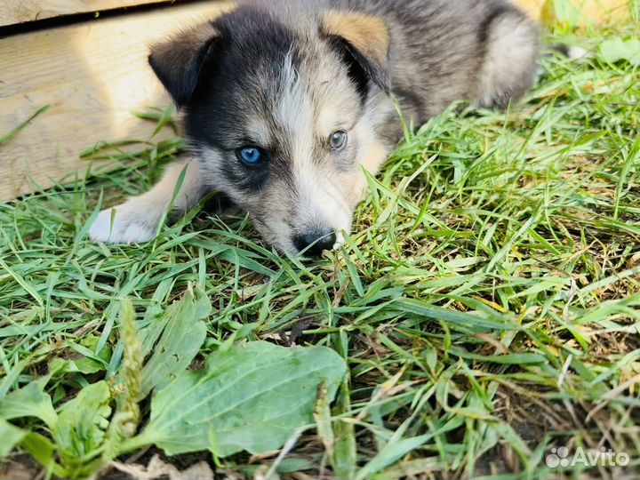 Щенки помесь хаски с овчаркой бесплатно