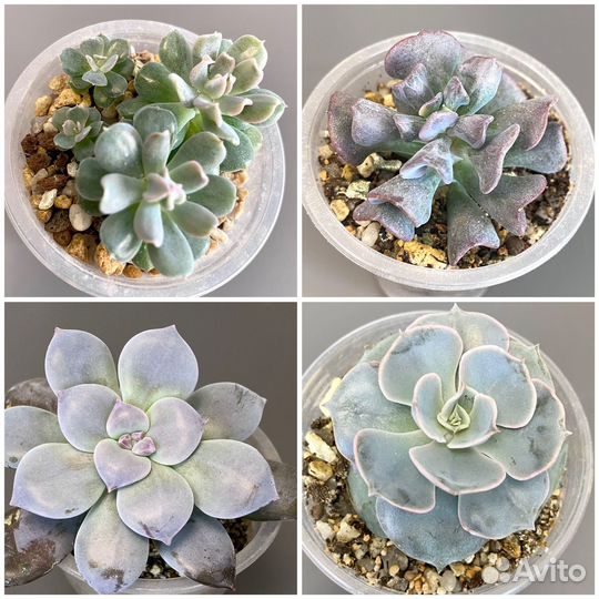 Суккуленты разные