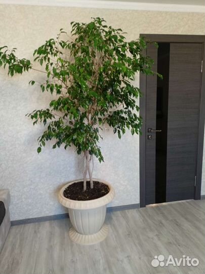 Фикус бенджамина