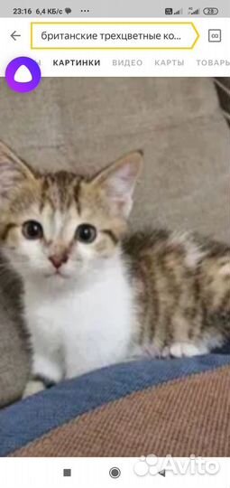 Котята Девон Рекс