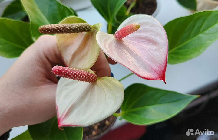 Антуриум Exota (экзота)