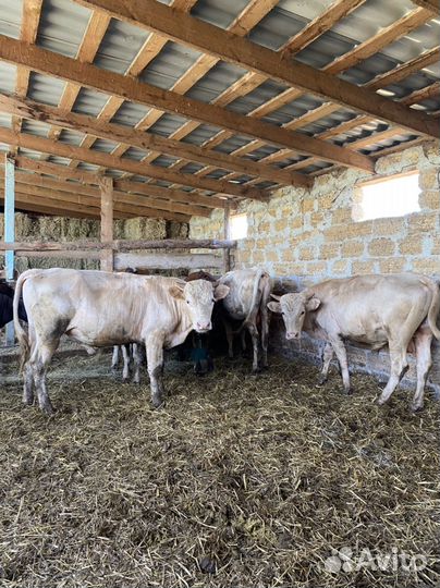 Быки Сименталы