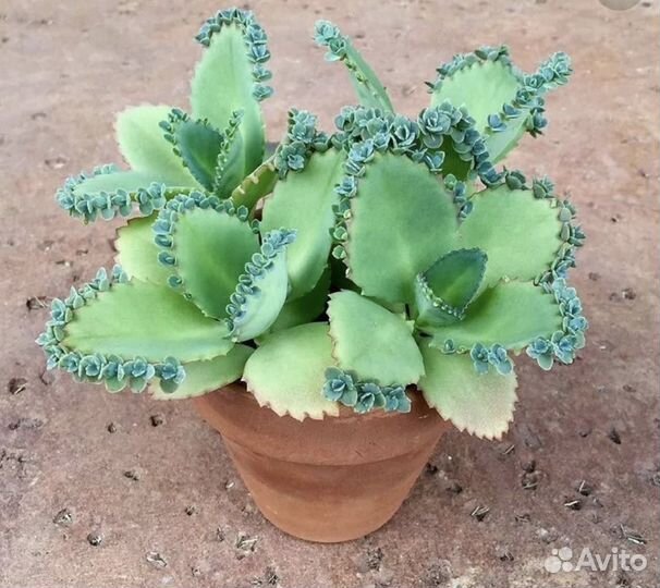 Каланхоэ каландива детки