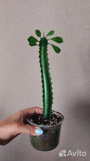 Много цветов