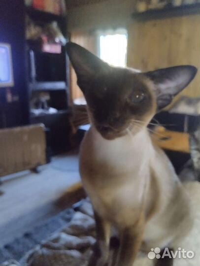 Сиамские кошки бесплатно