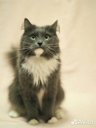 Норвежская лесная кошка Ульяша ищет семью