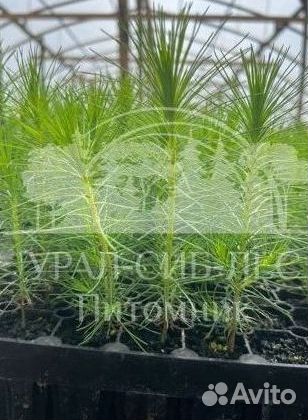 Сеянцы зкс Сосна окс Ель Лиственница Горная