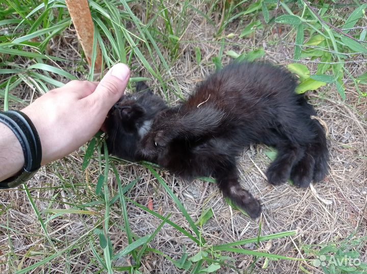 Отдам бесплатно, в хорошие руки