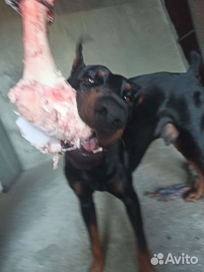 Доберман. вязка
