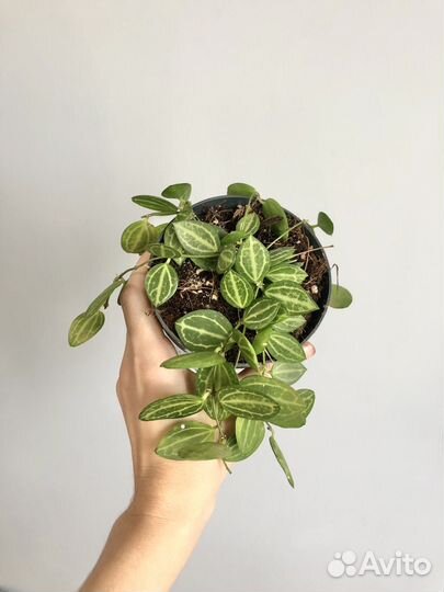 Дисхидия Овата