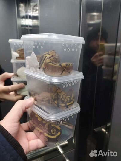 Передержка рептилий