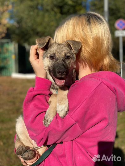 Щенок в добрые руки бесплатно дар