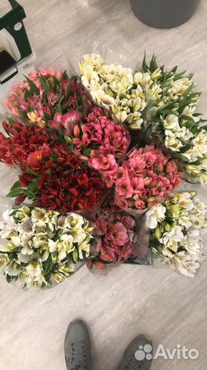 Альстромерия