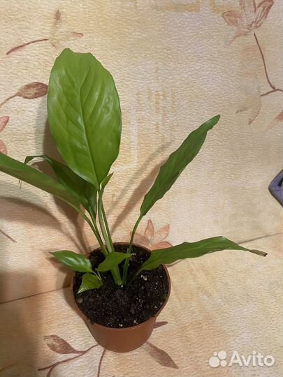 Спатифиллум