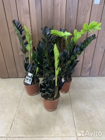 Замиокулькас черный равен d14