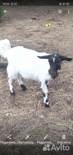 Козочка и козлик