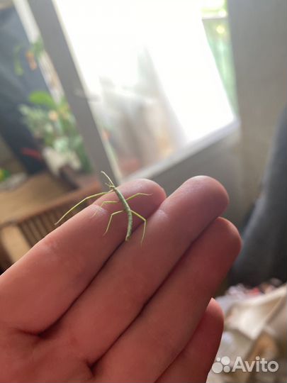 Палочник аннамский