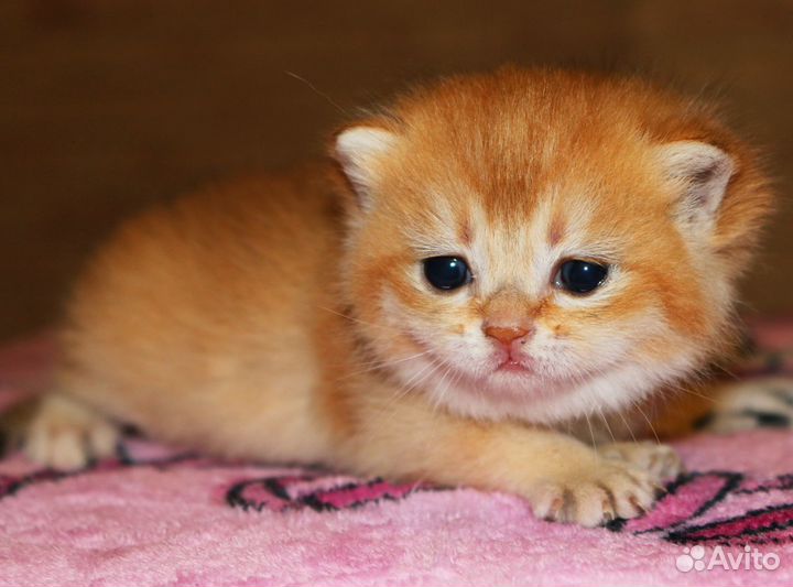 Девочки и мальчики золотой шиншиллы