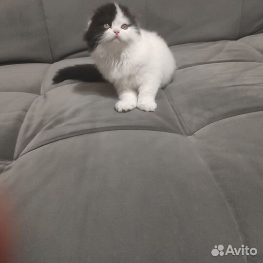 Шотландский мальчик