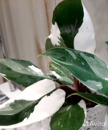 Ароидные цветы