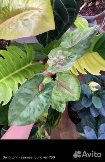 Сингониумы 2