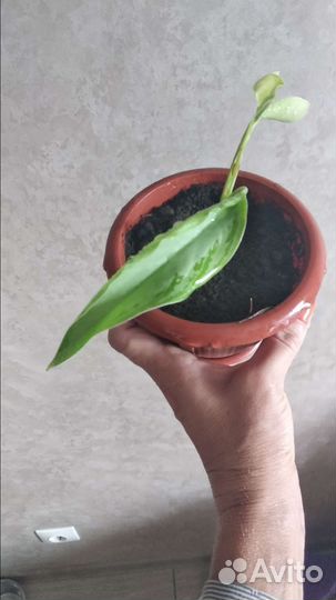 Аглаонема сильвер бей