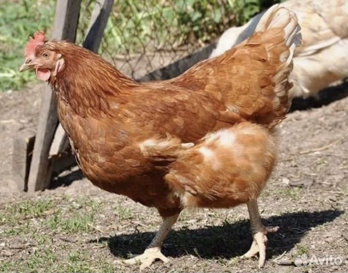 Курочки несушки