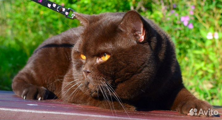 Британская кошечка