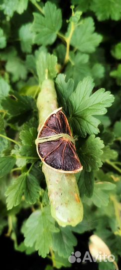 Денежная свеча