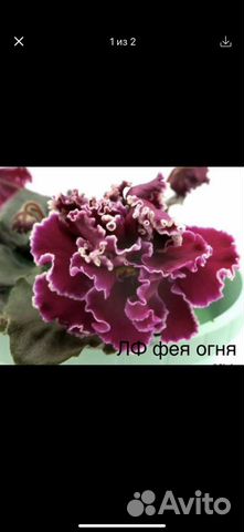 Фиалки сортовые