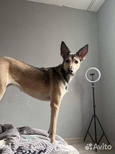 Собака в добрые руки