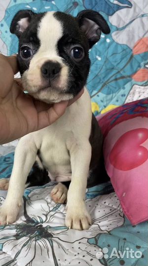 Бостон терьер - щенки
