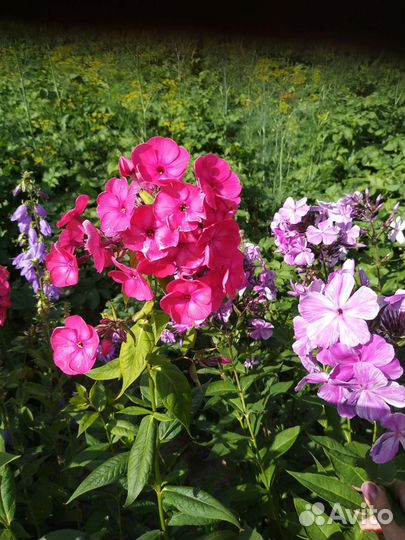 Флоксы многолетние