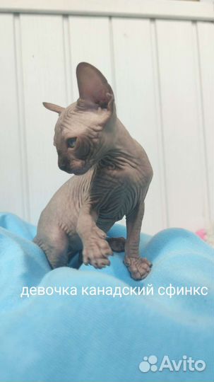 Канадский сфинкс - котята