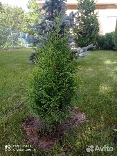 Продаю туи