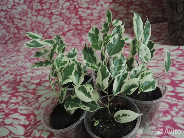 Фикус Бенджамина 