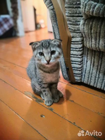 Кошка в дар бесплатно