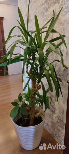 Юкка. Комнатное/офисное растение