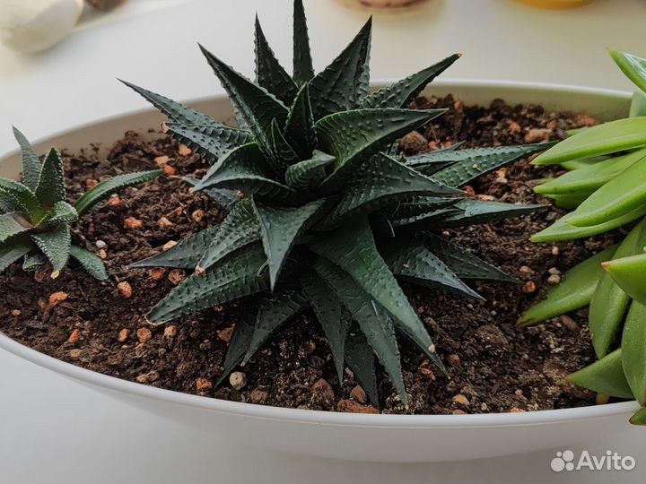 Суккуленты