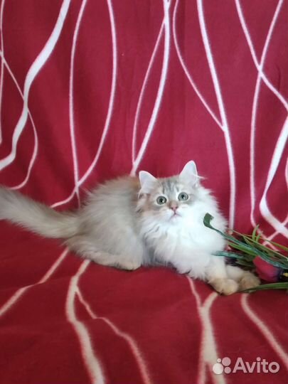 Британская длинношерстная золотая шиншилла