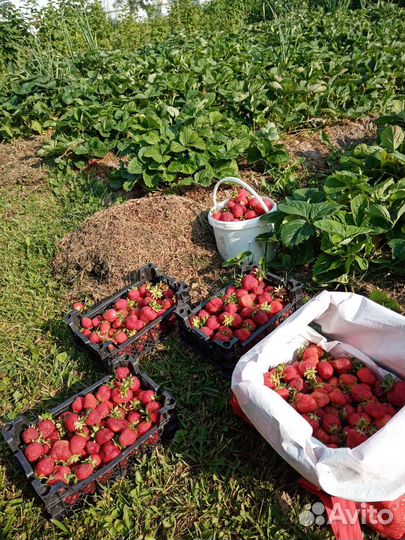 Клубника, рассада