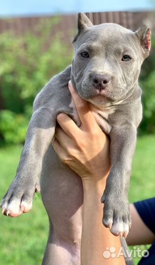 Американский булли стандарт